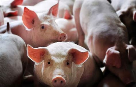 散养猪的养殖方法-农百科
