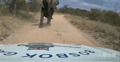 南非一头大象发怒攻击汽车，将汽车向后推了好几米，还压坏了引擎_象群