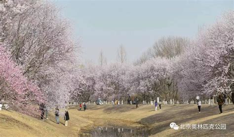 2023年北京奥森公园赏花地图一览（2021奥森公园花开了吗）_中国历史网
