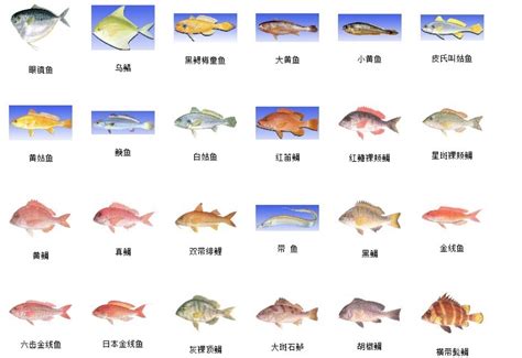 100种常见鱼类名称,常见鱼类大全名称图片,海水鱼类大全名称图片_大山谷图库