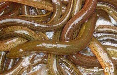 夏季养殖黄鳝的注意事项 - 养殖技术 - 第一农经网