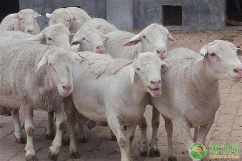 羊羔价格一览表 毛羊价格今日价_济宁__羊-食品商务网