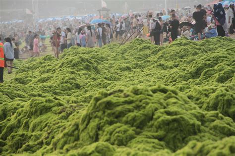 山东青岛：浒苔第13年“疯狂”来袭 绿潮翻涌染绿海岸线_新浪图片