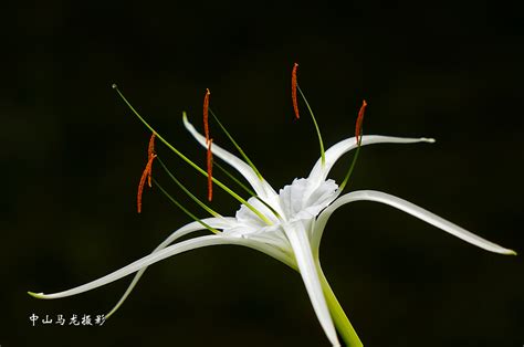 珠兰花图片