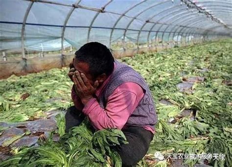 中国农业最尖锐的九大问题！个个扎心！ - 知乎