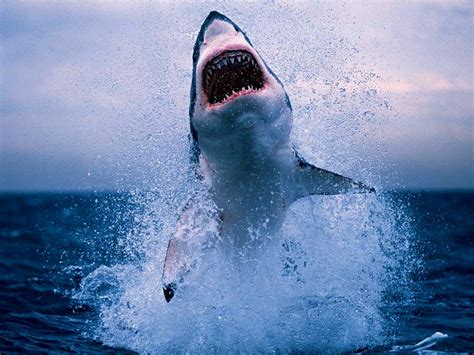 Könnte der Weiße Hai in die westliche Ostsee kommen? | Wissenschaft im ...
