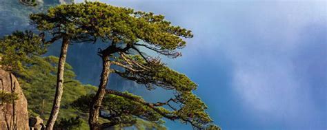 赞美松树的诗 这五篇古诗描写的就是松树_知秀网