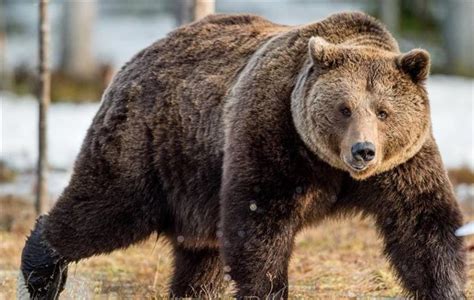比利牛斯棕熊,高加索棕熊,欧洲棕熊_大山谷图库