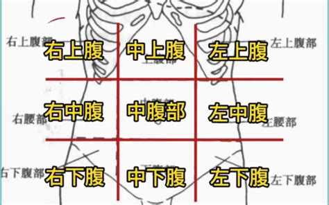 腹部疼痛9位置图图片 腹部疼痛9位置图图片