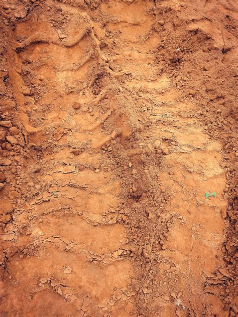 泥土和纯基质种花对比，附上配土比例，一起学习如何养好花__凤凰网