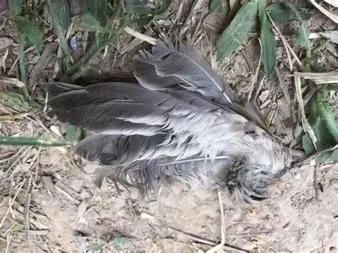 警民携手救助的受伤小鸟，竟是国家“三有”保护动物__凤凰网