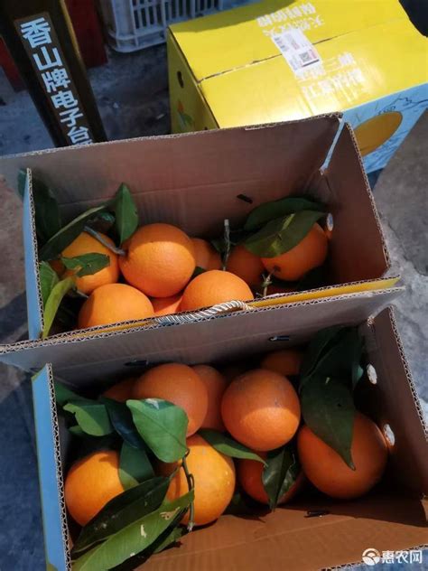 [脐橙批发] 赣南脐橙...… 11月6号🔥🔥爆上市 自家果价格6.8元/斤 - 惠农网