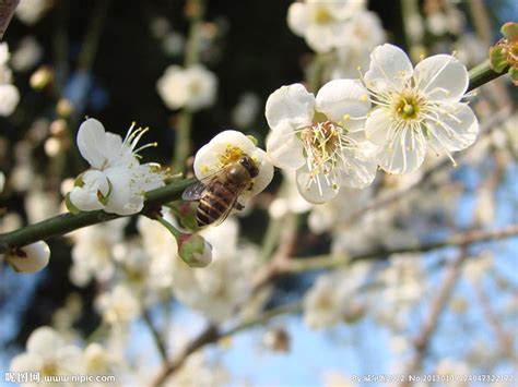 蜜蜂与梅花,花卉,植物花草,摄影素材,汇图网www.huitu.com
