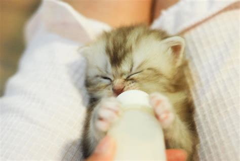 刚出生的小奶猫怎么养？|可能是最实用的奶猫喂养攻略 - 知乎