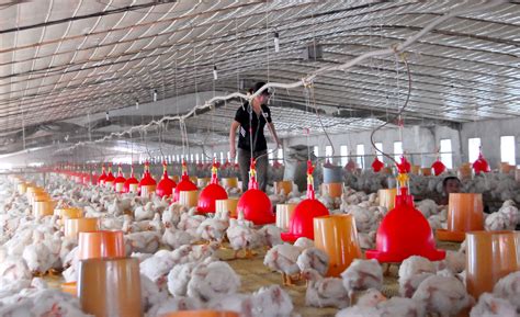 东辛肉鸡产业稳步发展