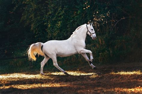 白马图片-奔跑的白马素材-高清图片-摄影照片-寻图免费打包下载