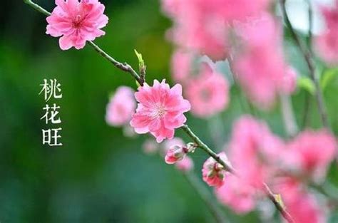 招桃花运旺财的花有哪些,,,,玫瑰花象征爱情招桃花(招桃花运的植物)-家居风水-大道家园