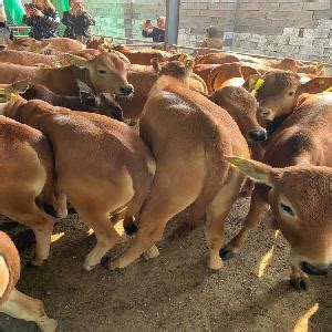 广东肉牛牛犊哪里卖养10头牛犊一年的利润 - 知乎