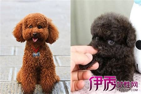 【贵宾犬】【图】贵宾犬和泰迪的区别 早知道不会被笑_伊秀宠物|yxlady.com