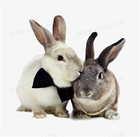 两只兔子图片免费下载_PNG素材_编号14ni8dd2l_图精灵