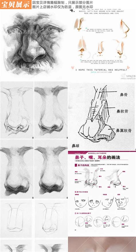 鼻子构造图解图片