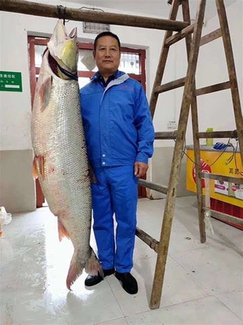 湖北丹江口水库渔民捕获52.2公斤重巨型鱤鱼 长1.7米 - 神秘的地球 科学|自然|地理|探索