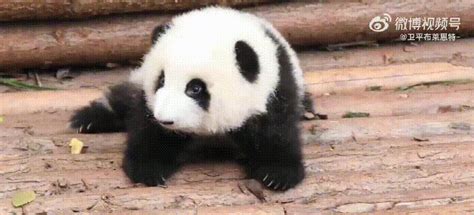 大熊猫是几级保护动物2023 大熊猫属于我国几级保护动物_教程网
