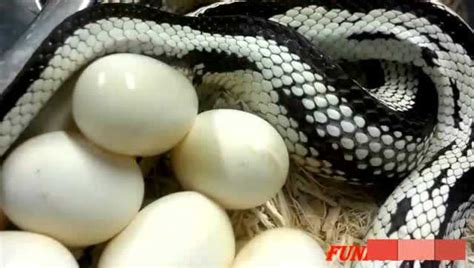 实拍：蛇交配繁殖全过程_腾讯视频