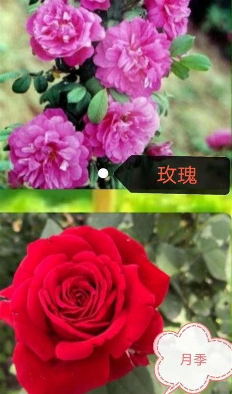 玫瑰和月季的区别（玫瑰和月季辨别方法图解） - 花晓网