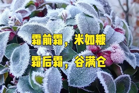 霜冻降霜霜降冬季植物摄影图高清摄影大图-千库网