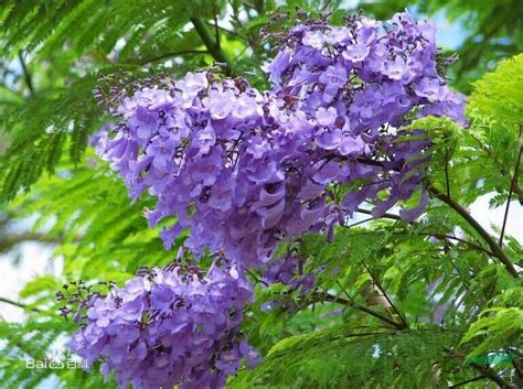 春天开紫色花的树是什么-农百科