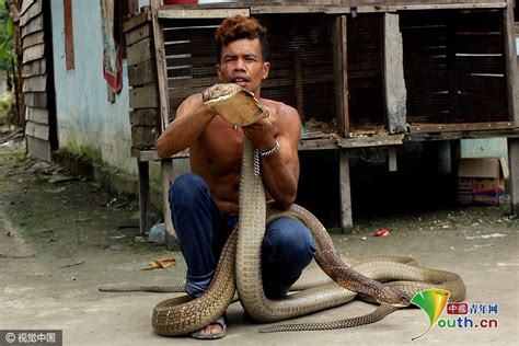两条眼镜王蛇偷袭村庄 被男子徒手捕获做宠物