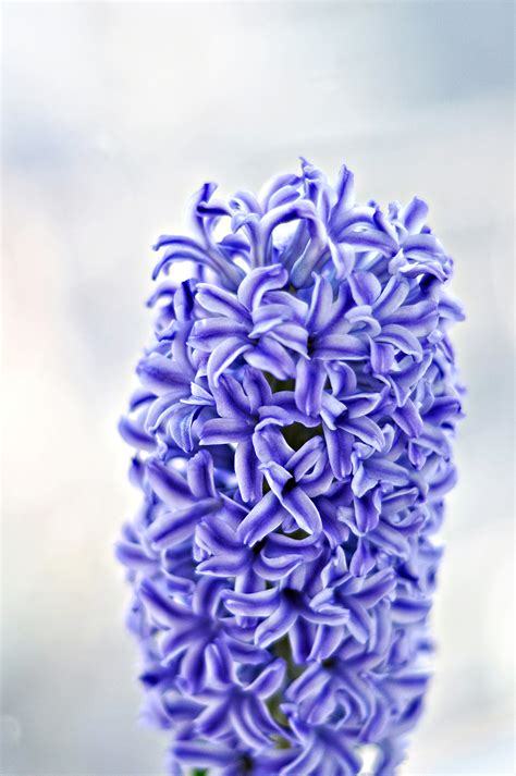 风信子 花 开花 蓝色 观赏植物 园林植物 芦笋厂图片免费下载 - 觅知网