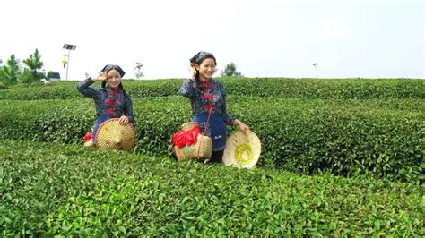 广东省英德市以“四能”为动力 推动“四茶”高质量发展