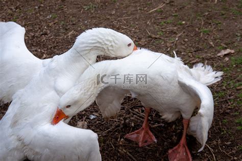 两只白鹅在农场打架高清摄影大图-千库网
