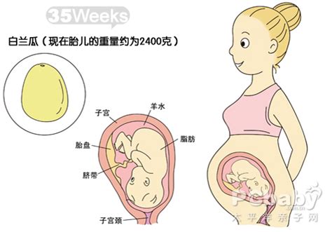【大图】怀孕图解胎儿35周_怀孕31-40周图解_科普图库_太平洋亲子网