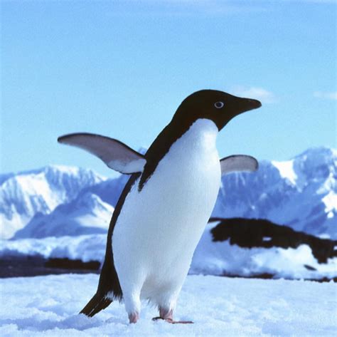 南极企鹅 - 搜狗百科