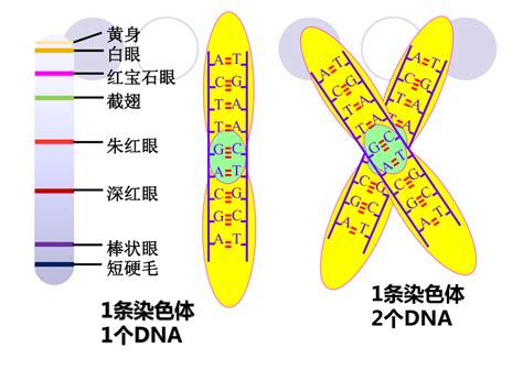 染色质的基本成分主要包括 DNA 和组蛋白，此外还有非组蛋白和 RNA 。这些成分通过螺旋化和折叠，形成了一定的结构。