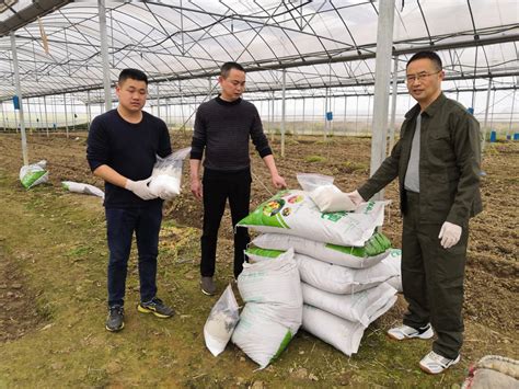 开展配方肥效试验 推进化肥减量增效 黄石市农业农村局