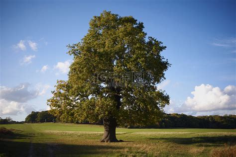 田里孤零零的一棵树高清摄影大图-千库网
