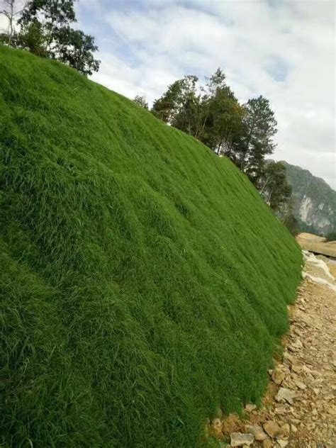 批发多年生草坪草籽种子矮生百慕大不修剪匍匐护坡耐践踏球场绿化-阿里巴巴