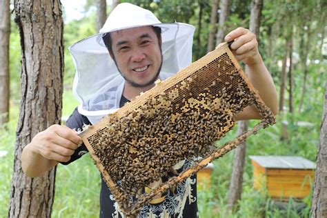 最简单找山蜜蜂方法 - 养蜂技术 - 酷蜜蜂