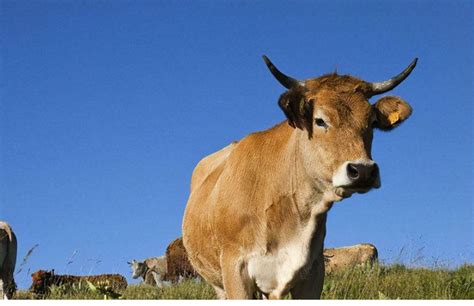 牛 吃 自然 草 绿色图片免费下载 - 觅知网