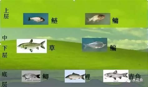 鱼缸养鱼的方法和技巧（家庭水族箱养鱼知识攻略）-大盘站 - 大盘站