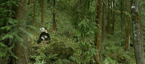 野生大熊猫为争配偶激烈打斗，野生大熊猫的习性是怎样的性格又如何- 理财技巧_赢家财富网