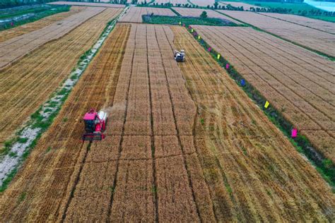 河南麦收进程过半 已收获小麦4410万亩凤凰网吉林_凤凰网