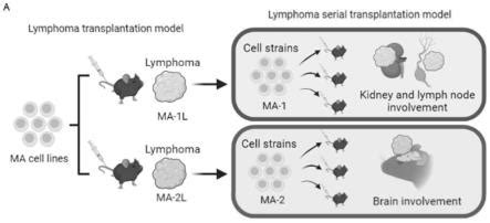 同源肿瘤移植小鼠模型（Syngenic）_生物器材网