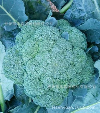 西兰花种子日本进口原包装坂田公司耐寒西兰花种子青花菜种子-阿里巴巴