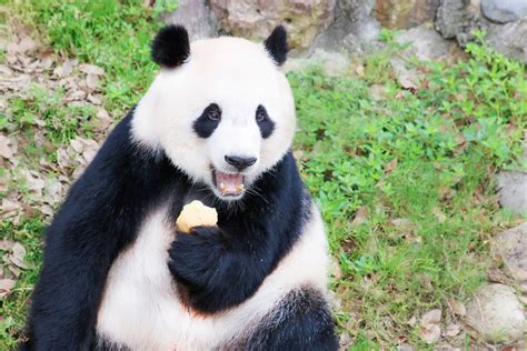 成都大熊猫“金宝”因长相潦草而走红