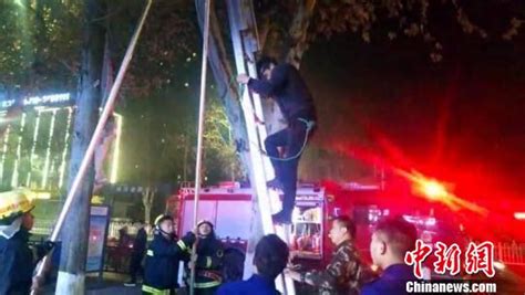 男子爬15米高树上救流浪猫 猫没救着自己也被困_荔枝网新闻